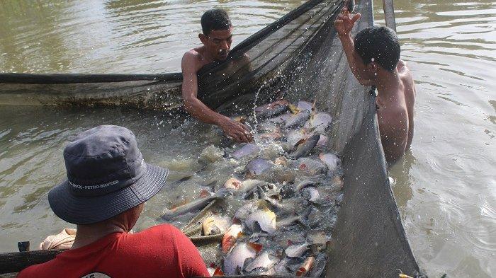 3 Cara Mengelola Budidaya Kolam Peternakan Bawal