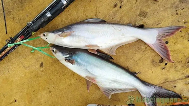 5 Tips Memancing Ikan Patin Di Kolam Pemancingan