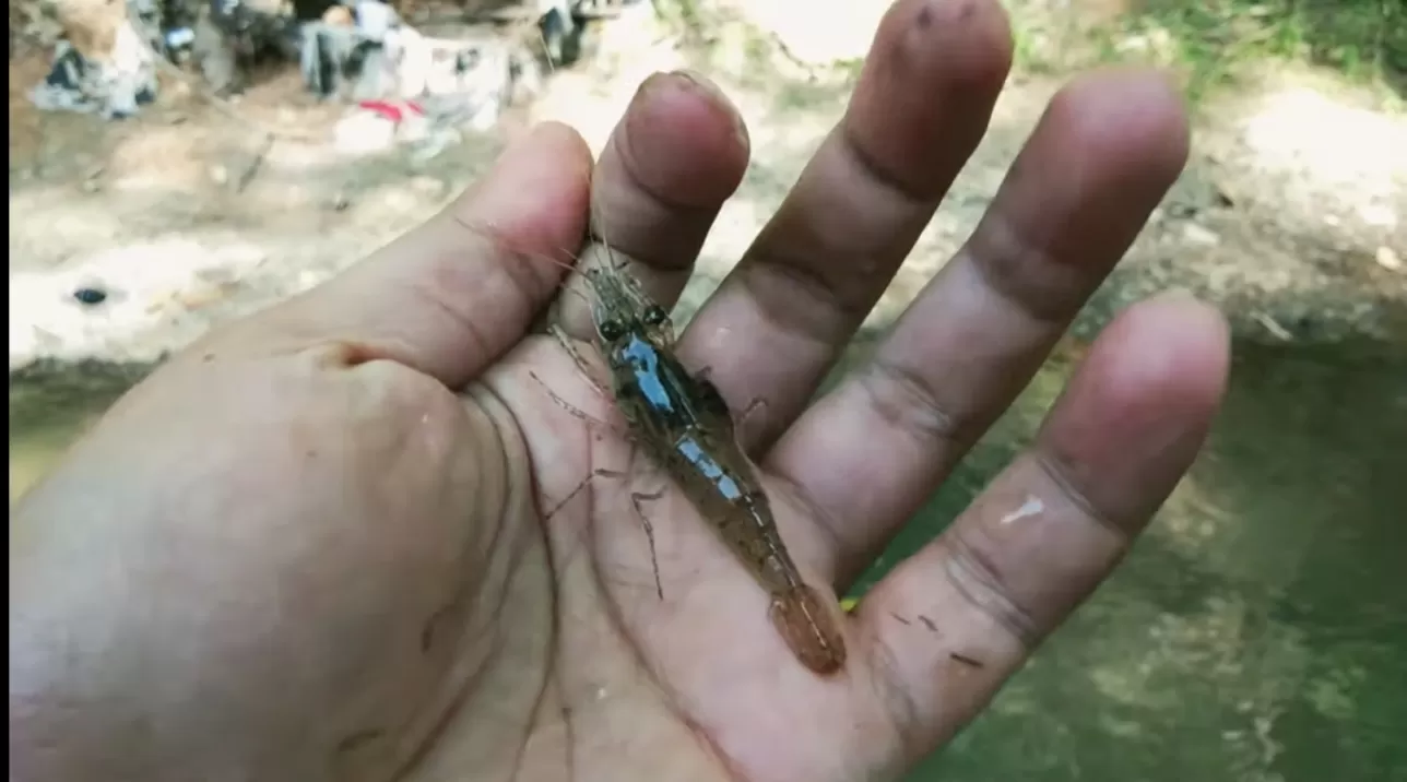 Inilah 3 Umpan Memancing Udang Di Pemancingan